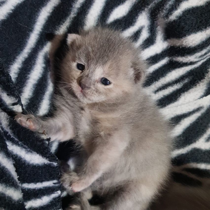 Amy nachher Senja genannt (vergeben)